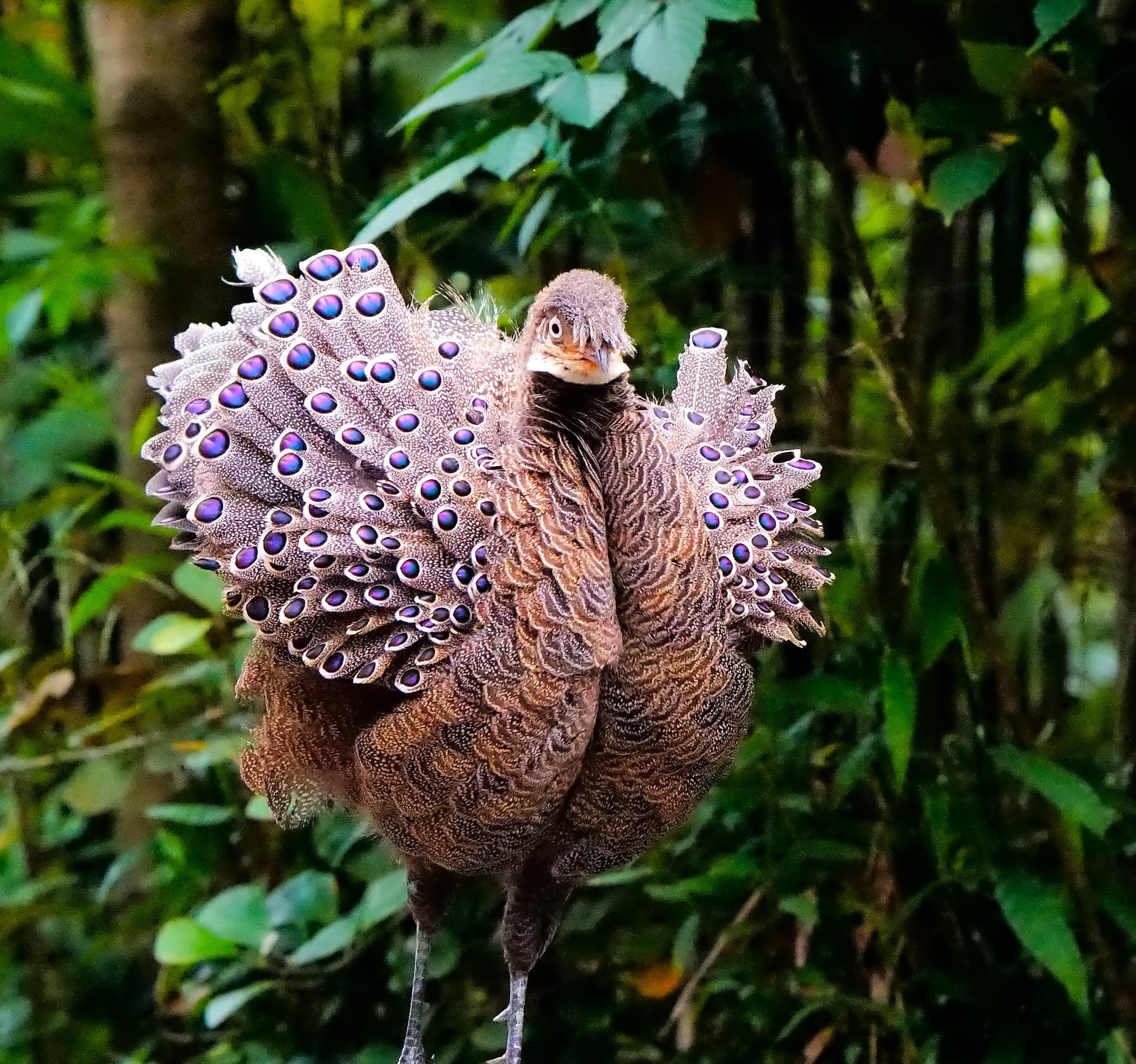 Grey Peacock-pheasant